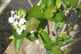アロニアチョコベリー、シンボルツリー、丈夫で育てやすい、白い花