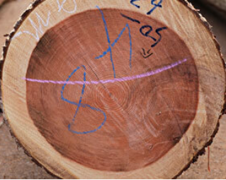 熊野杉の赤身　良質な木材で有名　フィトンチッドの効果で防虫