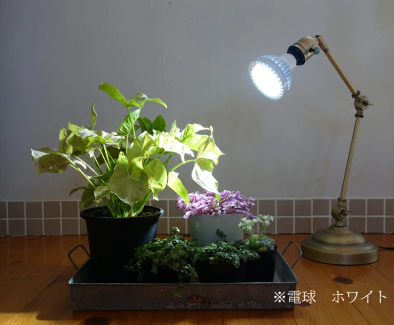 観葉植物 育成ライト入荷しました Plants NEXLIGHT＆スタンド