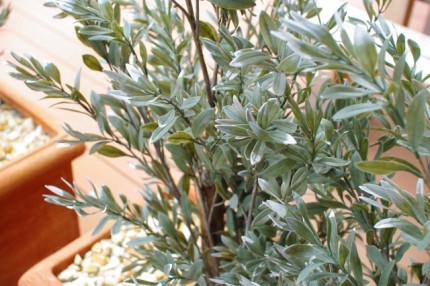 symbol tree olive
